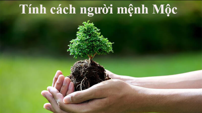 Người mệnh Mộc trong phong thủy